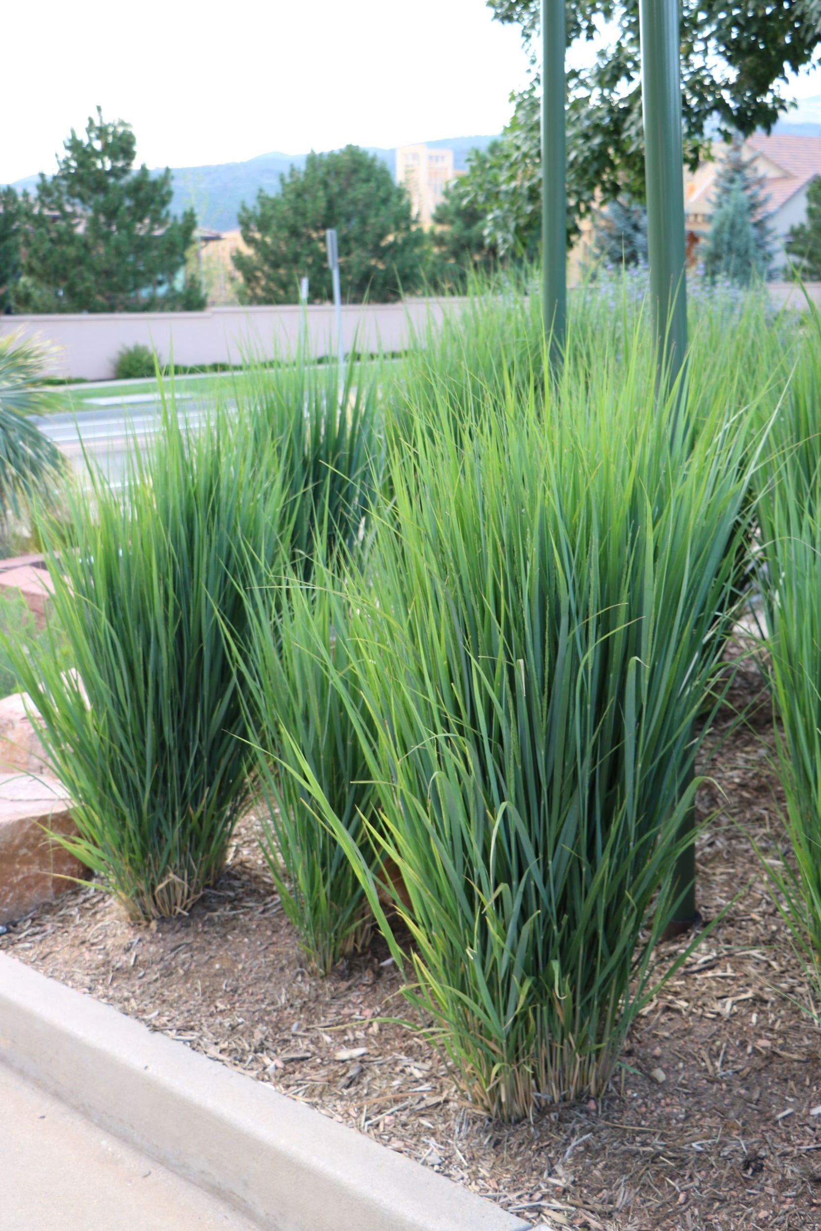 Northwind Switchgrass